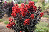 Crape Myrtle Sunset Magic