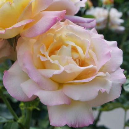 Climbing Peace Rose Tree - The Rose of Roses