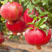 Close-up of Bala Miursal Pomegranate fruit hanging on the branch