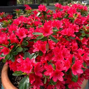 Hino-Crimson (Hybrid) Azalea