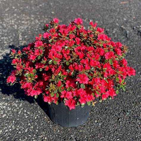 Hino-Crimson (Hybrid) Azalea