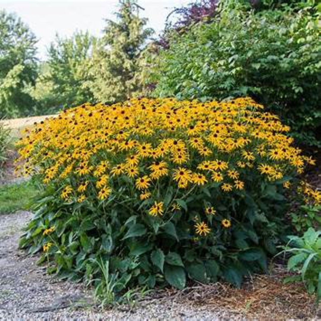 Rudbeckia fulgida &