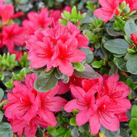 Closeup of Hino-Crimson Azalea bloom showing vibrant crimson petals