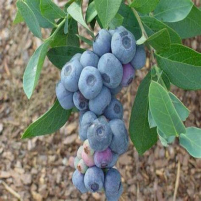 Krewer Blueberry Bush