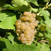Seyval Blanc grape clusters ready for harvest