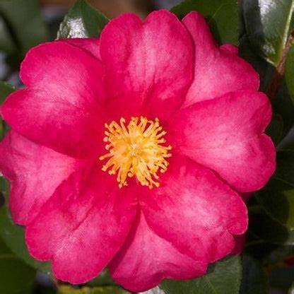 Red Bird Camellia