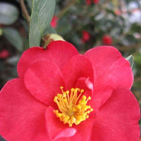 Red Bird Camellia