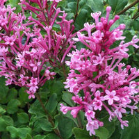 Compact Bloomerang Pink Lilac plant ideal for small landscapes
