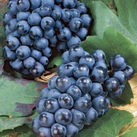Concord grapevine plant showing lush leaves and strong stems for backyard gardening