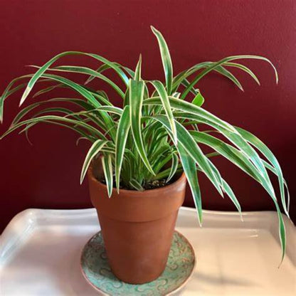 Spider Plant