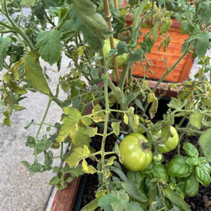 Tomato Plant &
