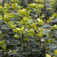 Blue Stallion Holly Multifunctional Evergreen