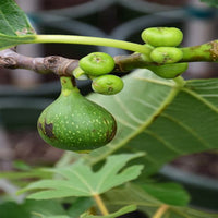 Kadota Fig Tree photographed during fruiting season