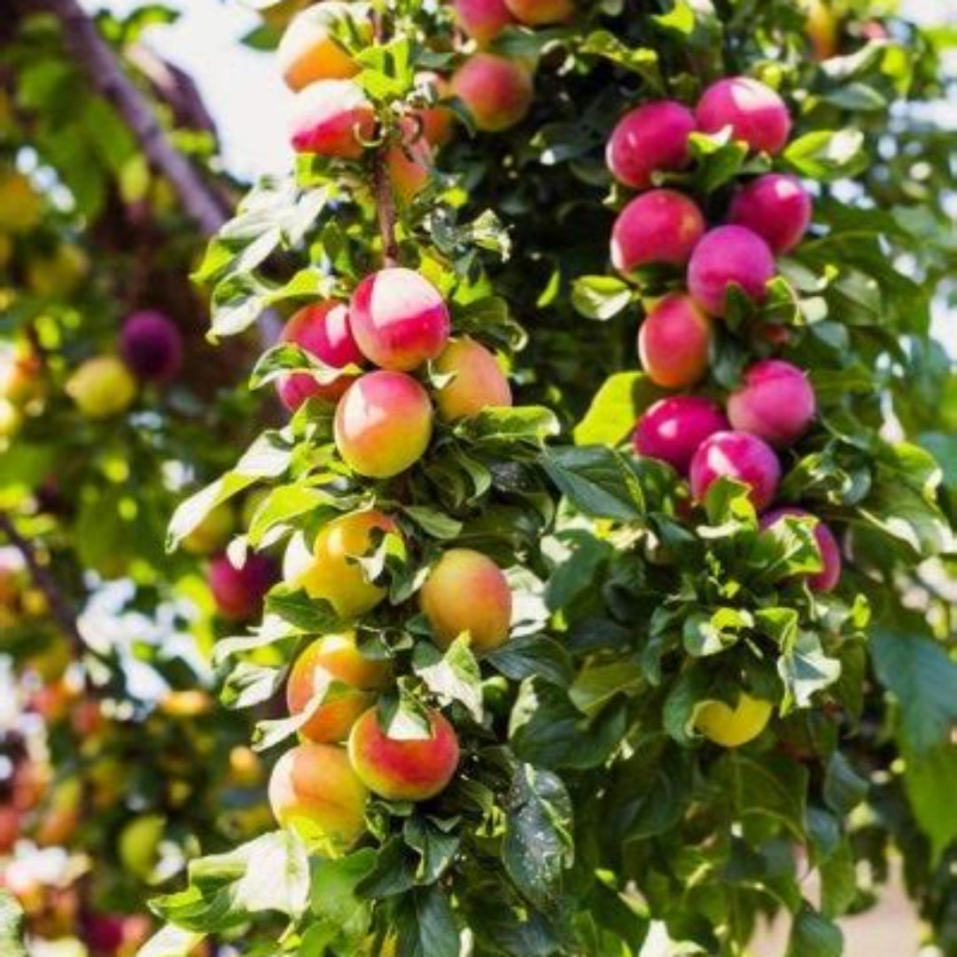 4 In 1 Plum Cocktail Tree| The Plum Cocktail Tree sounds like a fascinating hybrid plant that offers a diverse range of plum varieties all in one tree.