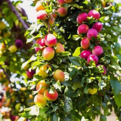 4 In 1 Plum Cocktail Tree| The Plum Cocktail Tree sounds like a fascinating hybrid plant that offers a diverse range of plum varieties all in one tree.