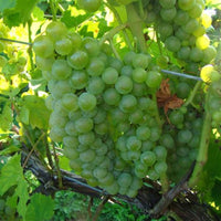 Seyval Blanc white wine grape clusters on vine