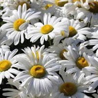 Leucanthemum x superbum 'Snow Cap' Shasta Daisy