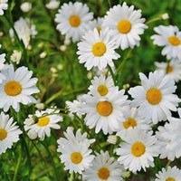 Leucanthemum x superbum 'Snow Cap' Shasta Daisy