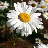 Leucanthemum x superbum 'Snow Cap' Shasta Daisy