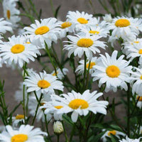 Leucanthemum x superbum 'Snow Cap' Shasta Daisy