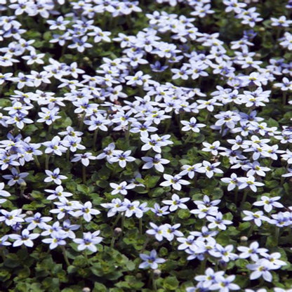 Laurentia Fluviatilis &