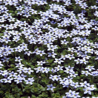 Blue star creeper flowering plant closeup