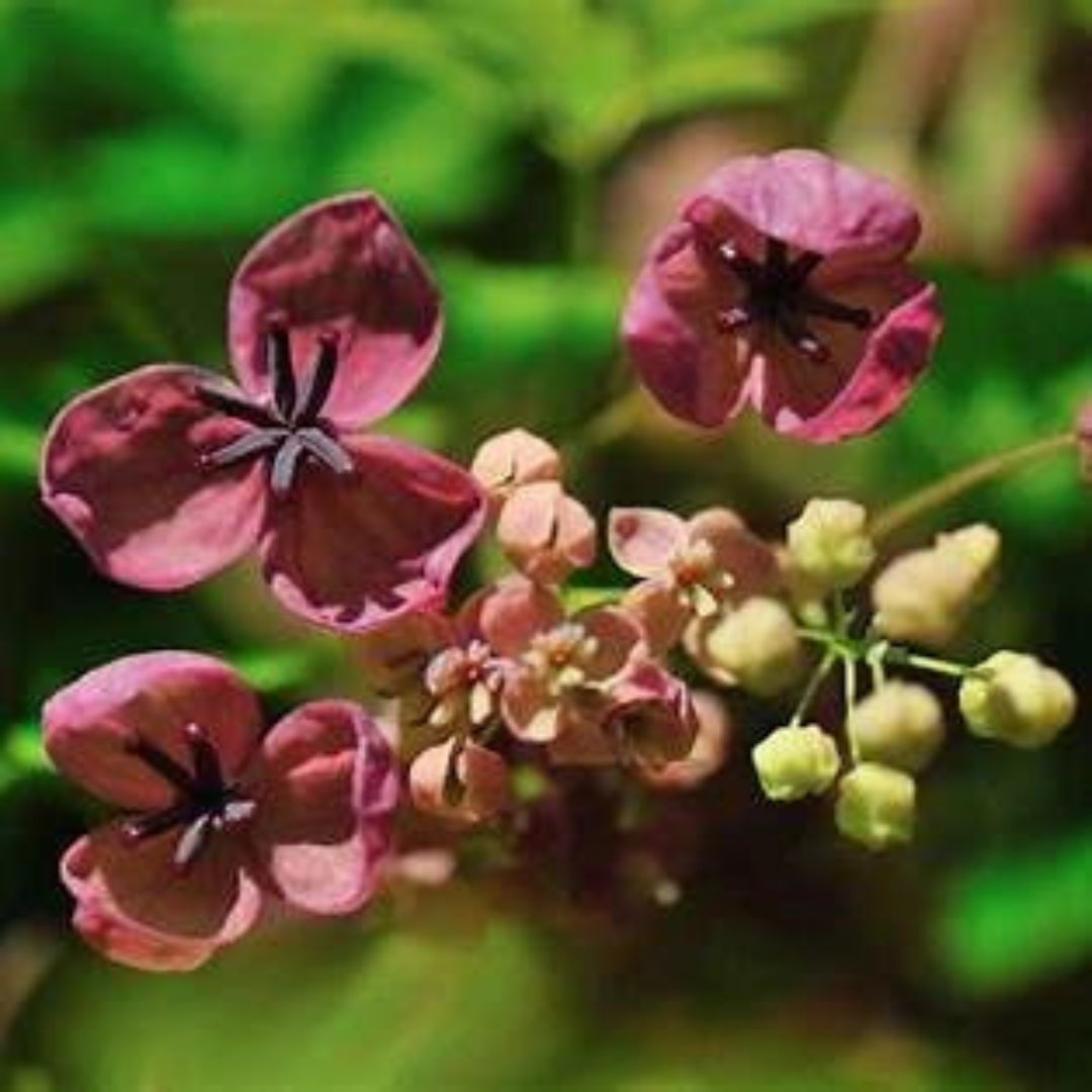 Chocolate Vine (Akebia quinata) plant in a nursery pot with healthy green foliage