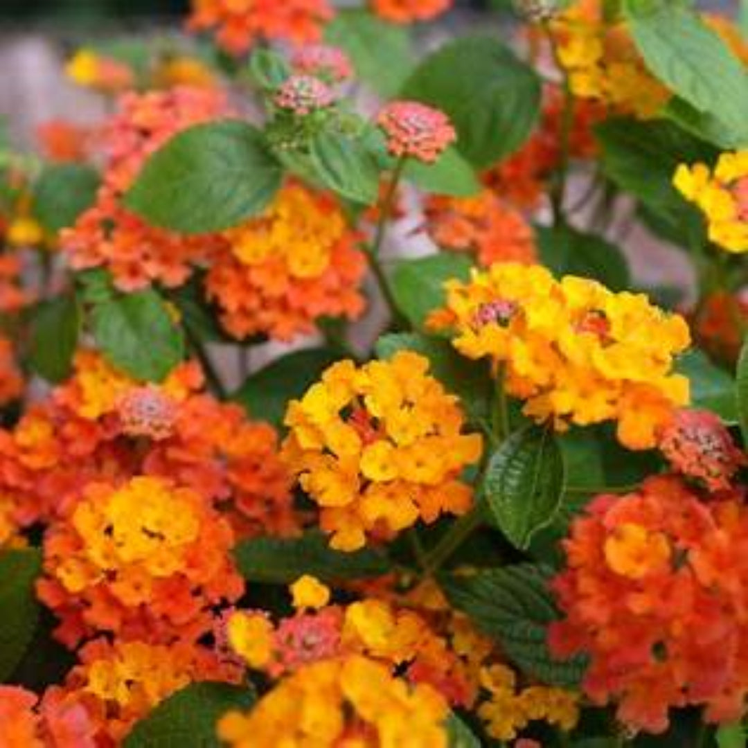 Luscious Marmalade Lantana