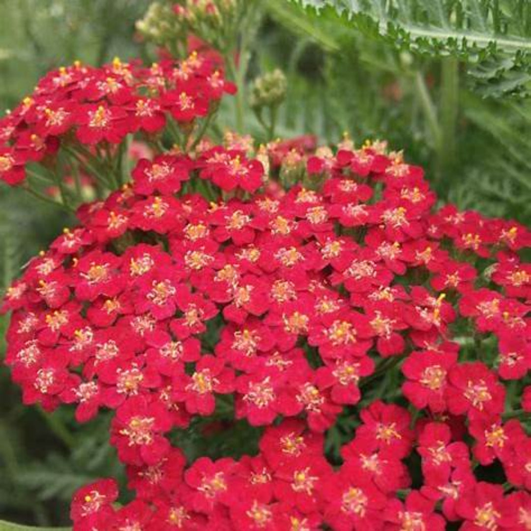 Achillea New Vintage Series &