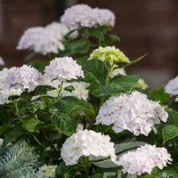 Endless Summer Blushing Bride Hydrangea Close-Up of Flower Cluster