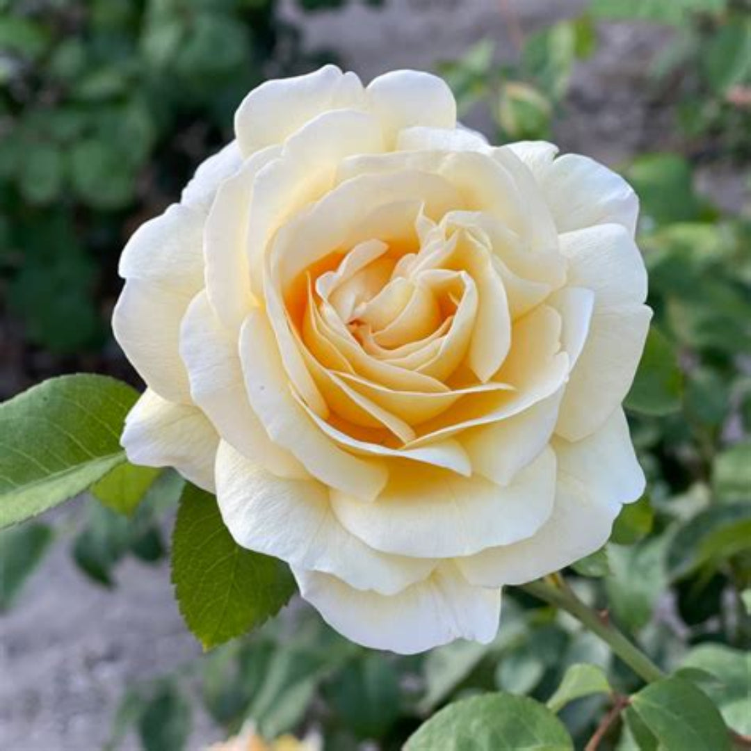 Moonlight Romantica Rose