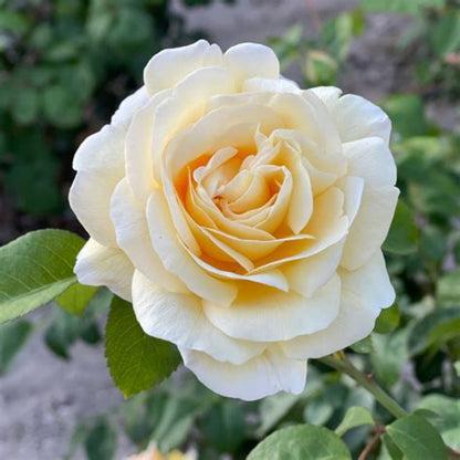 Moonlight Romantica Rose