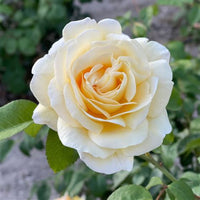 Moonlight Romantica Rose