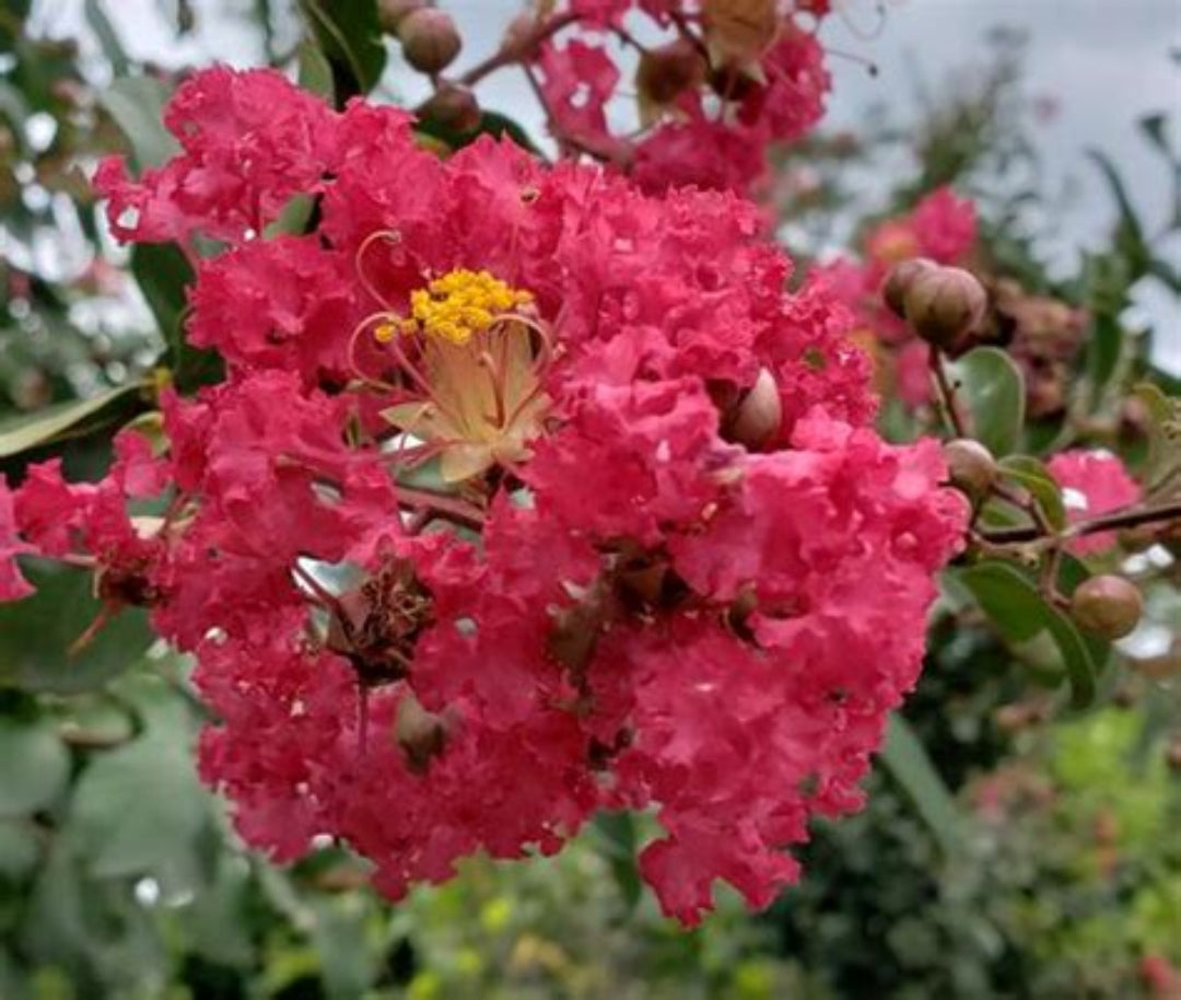 Crape Myrtle Carolina Beauty