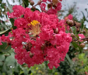 Crape Myrtle Carolina Beauty