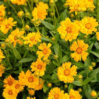 Coreopsis x 'Jethro Tull' - [EG]