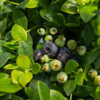 Southern Belle Blueberry Plant Showing Compact Bushy Structure