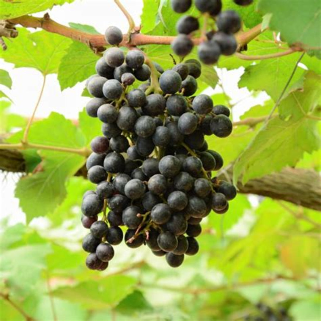 Southland Muscadine Grape Vine Shrub
