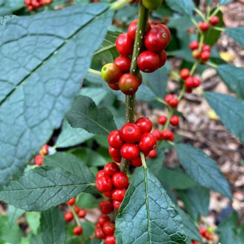 Winter Red Winterberry Holly is The Cold Hardiest of All Holly Varieties.