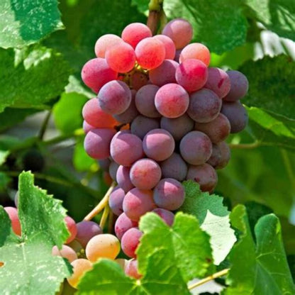 Vanessa Seedless Grapes