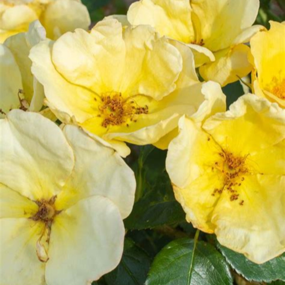 Easy Bee-zy Knock Out Rose