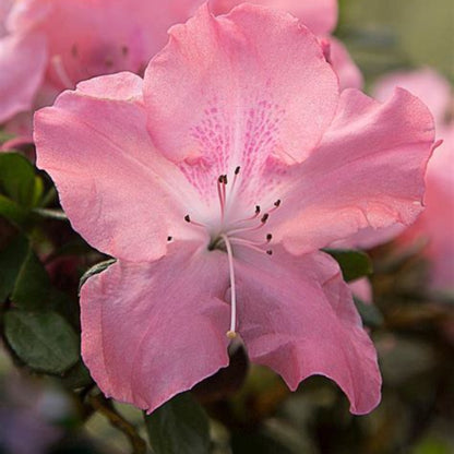 Autumn Debutante Encore Azalea