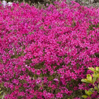 Red Creeping Phlox flowers in garden