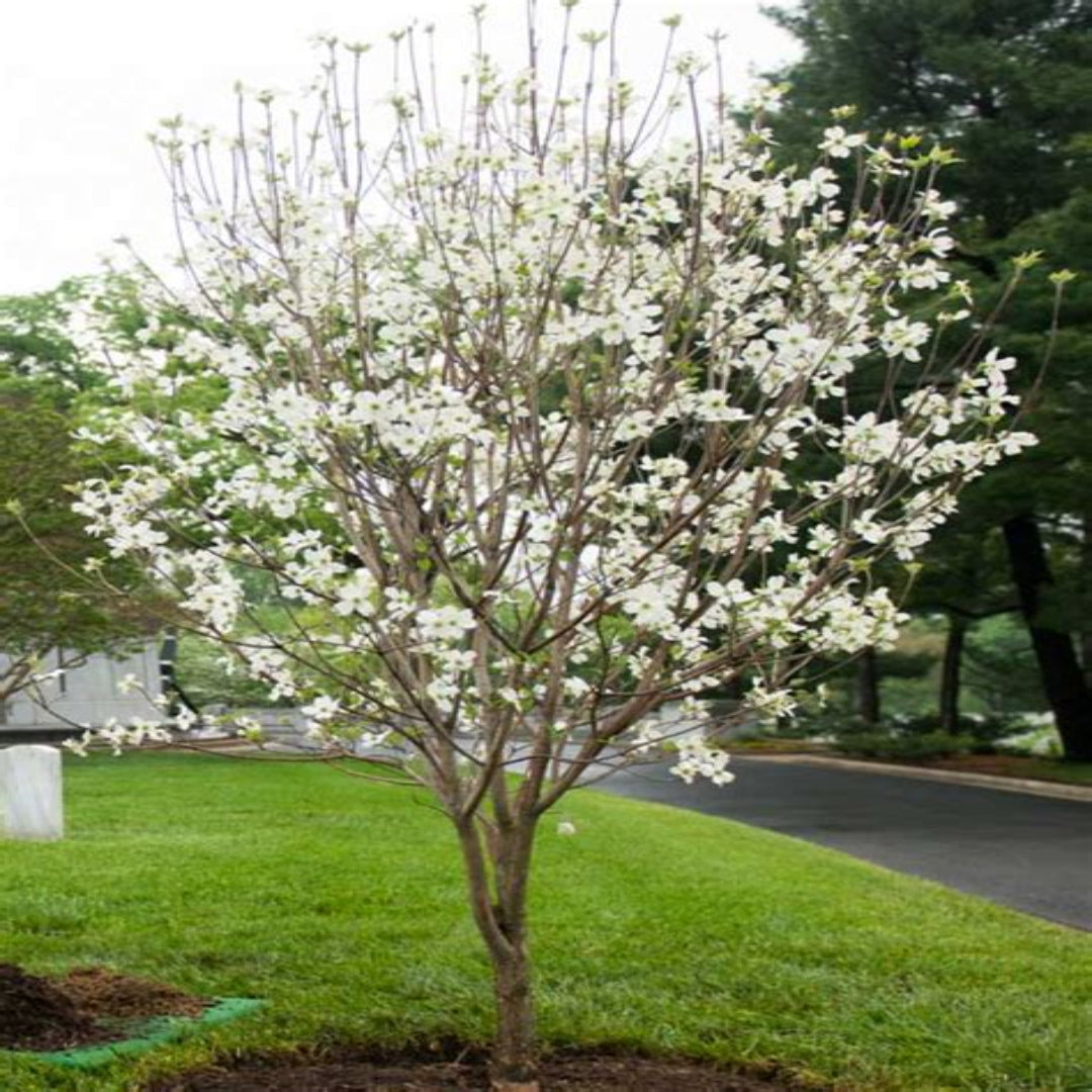 Appalachian Spring Dogwood