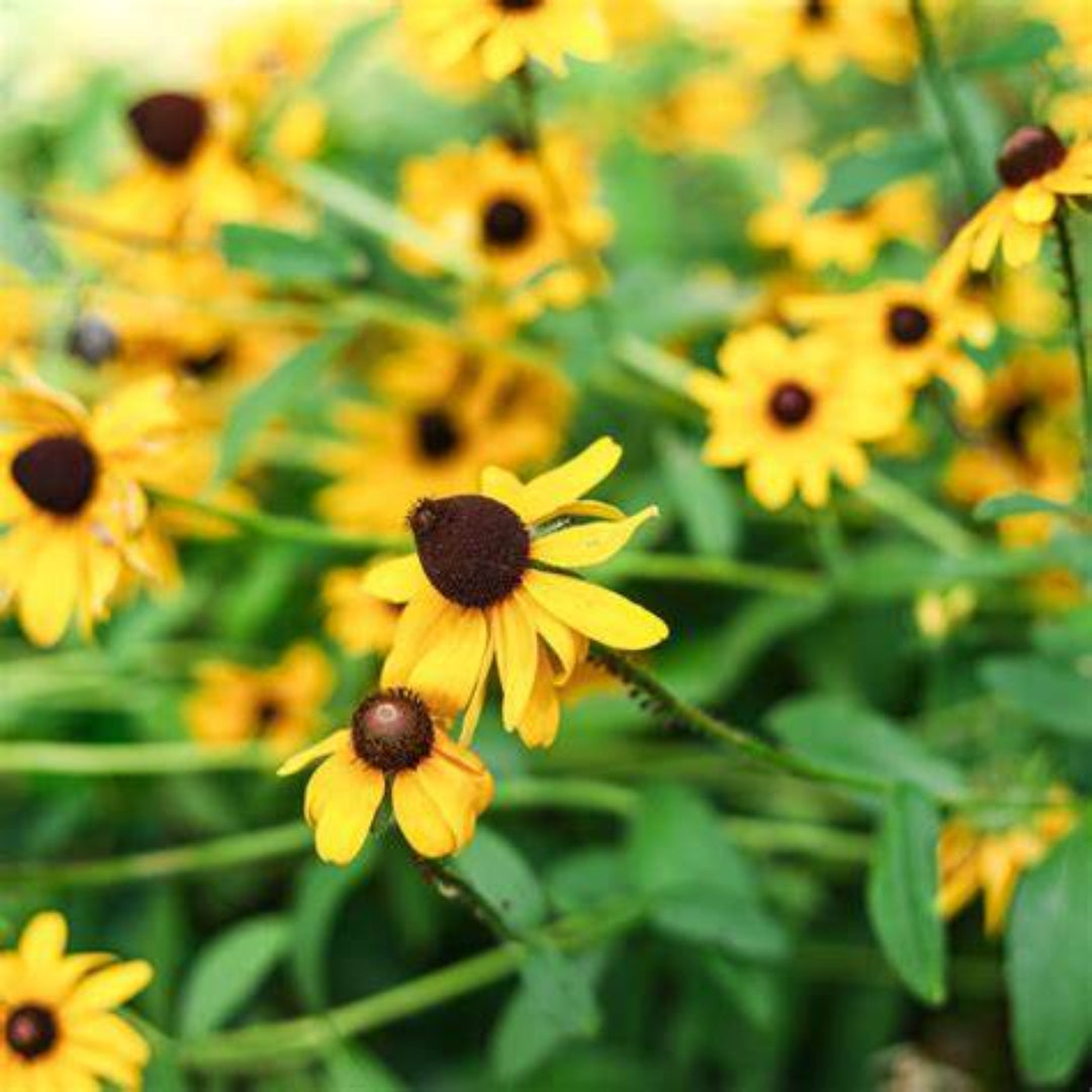 Rudbeckia fulgida &