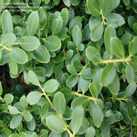 Helleri Holly