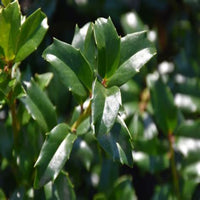 China Boy Ilex