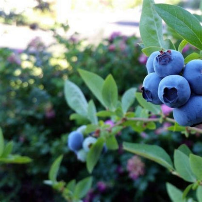 Delite Blueberry Bush