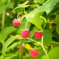 Nova Raspberry