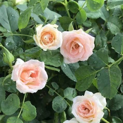 Brindabella Dawn Rose